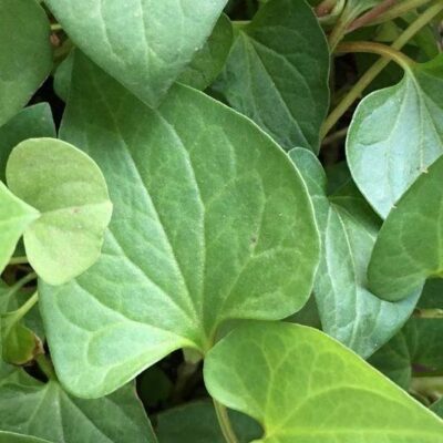 Tokningkhok (Fish Mint) - bunch