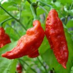 U Morok (Chili Peppers) – 250 gm