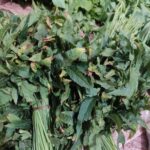 Sougri (Roselle)- 1 bunch