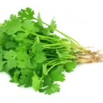 Phadigom (Coriander)