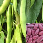 Rajma fresh 500grm