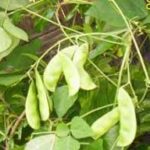 Hawai Kalendri – 250g