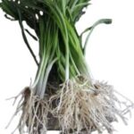 Napakpi ( Winter Leek)