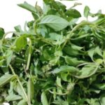 Mayangton ( Lemon Basil)