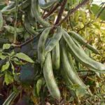 Hawai ngakchou manbi- 500g