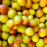 Jujube ( Boroi)- 500g