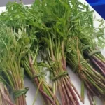 Komprek( Water Celery)-1 bunch