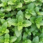 Nungshi Hidak (Mint)