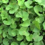 Peruk (Indian Pennywort)