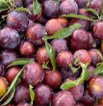 Heikha (Plum)