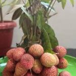 Lychee – 250g