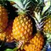 Pineapple – 1pc