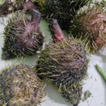 Thangjing – 1 pc