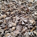 Dry Kanglayen (Split- gill Mushroom)