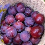 Ching Heikha (Plum)- 250g