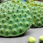 Thamchet (Lotus Seed)-1pc