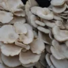 Mushroom(Chenggum) – 250g