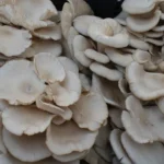 Mushroom(Chenggum) – 250g