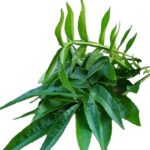Mukthrubi- 1bunch