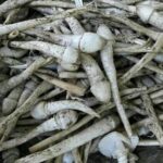 Narin Chenggum – 3bunch