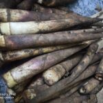 Laiwa – 1bunch